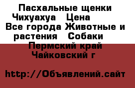 Пасхальные щенки Чихуахуа › Цена ­ 400 - Все города Животные и растения » Собаки   . Пермский край,Чайковский г.